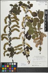 Foto von Salix myrsinifolia Salisb.